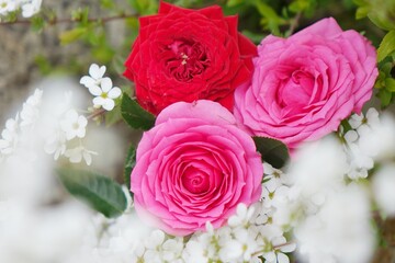 薔薇