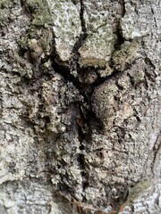 A decayed tree trunk with multiple holes stands in a dense forest. The wood is weathered and dry, surrounded by green fir branches. The holes suggest insect activity or woodpecker nests in this natura