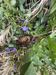 A purple wildflower blooms among green leaves, with a pine cone and a bumblebee nearby. The bee rests on the cone, adding a touch of wildlife to the forest floor covered in vegetation.