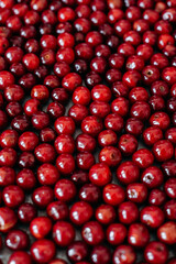 A multitude of small red berries, cherries, and sweet cherries, fill the frame. The glossy surface of the berries reflects light, creating a bright texture and contrast against the dark background.