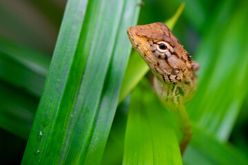 Brown gecko hiding behind the leaves