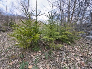 a dense forest with several tree stumps covered in moss, indicating deforestation or logging. Tall trees surround the area, and the ground is covered with vegetation and fallen leaves.