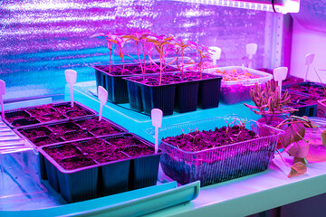 Indoor hydroponic garden with seedlings and led grow lights in modern greenhouse