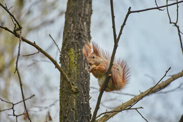 Red Squirrel Perched on a Branch © Ryzhkov Oleksandr