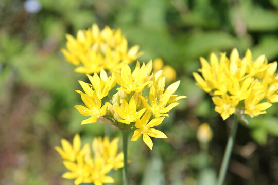 Allium moly