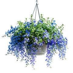 Hanging Basket With Lobelia Flowers. Spring Bloom. Isolated On Transparent or white