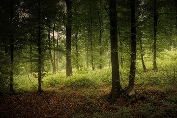 morning light in green forest, magical nature scene