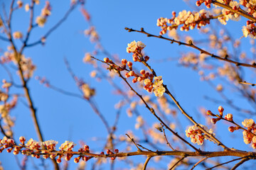 Close-Up of Apricot Blossoms in Sunlight