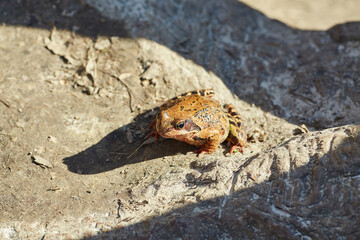 Common Frog Close-Up