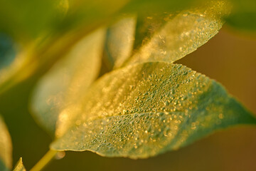 Morning Dew on Leaves