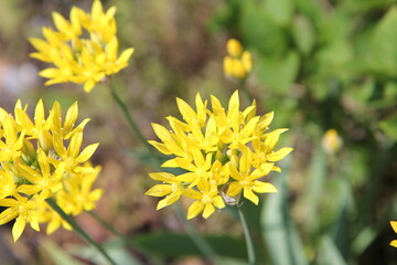 Allium Moly