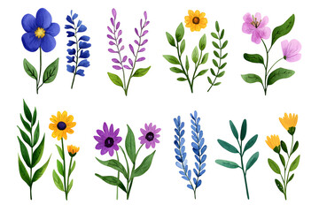 Watercolor wildflowers and leaves illustration set isolated on white