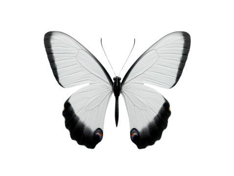 Butterfly, white isolated background