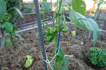 Green peppers hanging on plant in garden at countryside