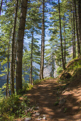 Fototapeta premium Trail in the coniferous forest in the Himalayan mountains in the Manang district, Nepal.