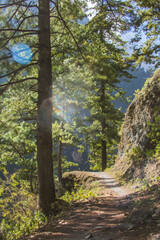 Trail in the coniferous forest in the Himalayan mountains in the Manang district, Nepal.