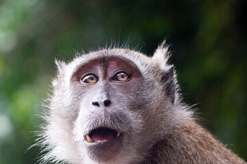 Portrait of a Macaque monkey in the Batu Caves of Malaysia