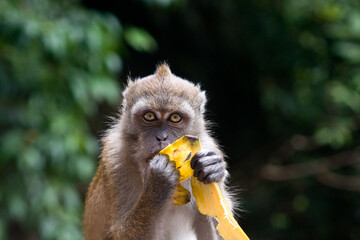 Portrait of a monkey eating banana