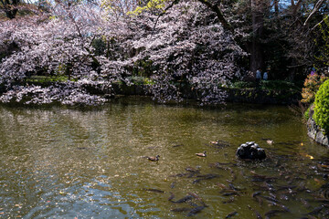 三嶋大社の桜と池