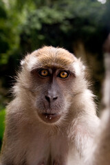 Portrait of a Macaque monkey in the Batu Caves of Malaysia