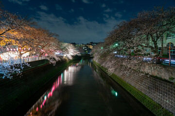大岡川の夜桜