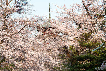 五重塔と桜の木々