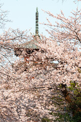 桜と五重塔