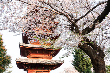 五重塔と桜の木