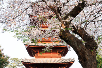 五重塔と染井吉野