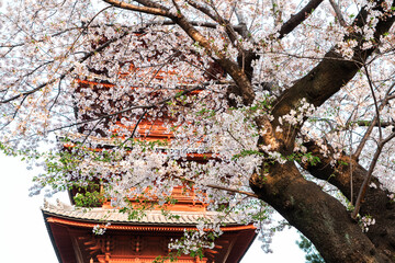 五重塔とソメイヨシノ