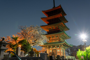 五重塔とサクラ