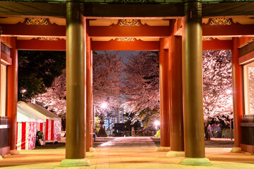 池上本願寺の仁王門と桜