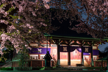 池上本願寺 大堂と桜