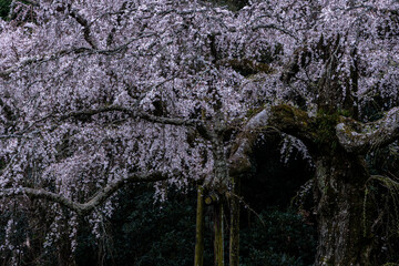 長興山紹太寺の枝垂れ桜