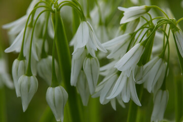 Obraz premium Delicate white wildflowers in bloom, Edible flowers, Dainty white Allium triquetrum, Three Cornered Leek, snowbells, onion weed in flower, snowdrops, Mitsukadonegi, spring wildflowers background