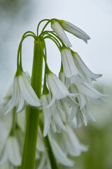 Delicate white wildflowers in bloom, Edible flowers, Dainty white Allium triquetrum, Three Cornered Leek, snowbells, onion weed in flower, snowdrops, Mitsukadonegi, spring wildflowers background