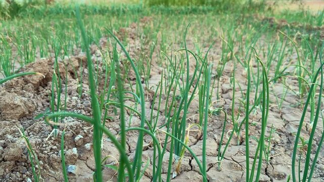 dolly in shot of fresh onion vegetable growing in the vegetable garden.