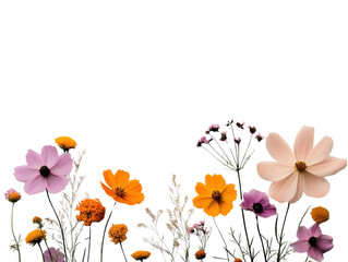 Colorful flowers with green leaves, isolated.