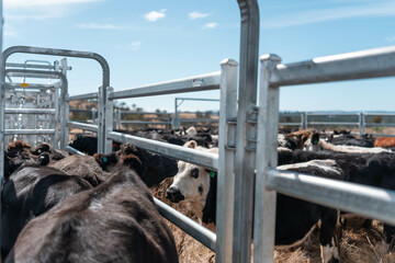 herd of cattle in a cattle yards in a race working stock in summer in australia