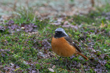 ジョウビタキの雄が佇む冬の草原