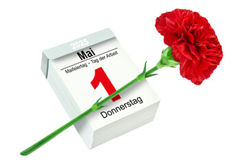 Deutscher Kalender 1. Mai  2025 Tag der Arbeit  Maifeiertag und rote Nelke   Hintergrund weiss