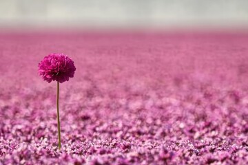 Obraz premium A single, vibrant pink flower stands tall amidst a vast field of pink blooms, creating a captivating, dreamy landscape, offering a unique and beautiful perspective.