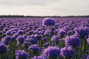 Obraz premium A vast, stunning field filled with purple globe flowers, showcasing their delicate beauty in a natural setting, creating a captivating and serene landscape view.