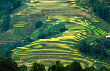 Rice field terraced glowing light on mountain
