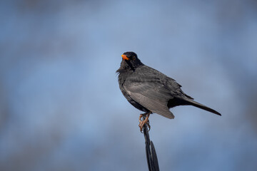 A common male blackbird (Turdus merula) sits on the metal stick with a blue sky background...
