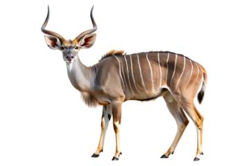 Lesser kudu (Ammelaphus imberbis) on transparent background 