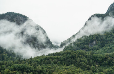 Landscape of foggy mountain with green forest in the morning