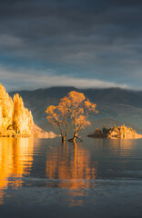 Sunrise glowing on Wanaka tree or Willow tree with autumn forest at Lake Wanaka, New Zealand