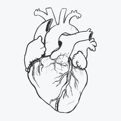 Anatomical Heart Illustration – Hand-Sketched Medical Graphic