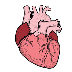 Cardiology Heart Illustration – High-Quality Anatomy Graphic